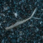 A perfect storm for bone loss in women: Menopause and GLP-1 weight-loss drugs