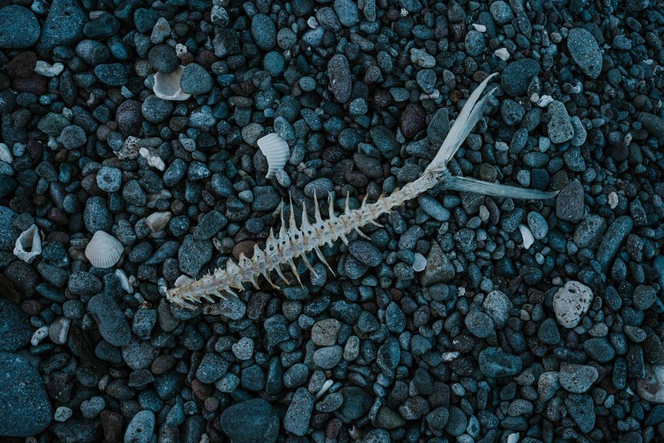 A perfect storm for bone loss in women: Menopause and GLP-1 weight-loss drugs